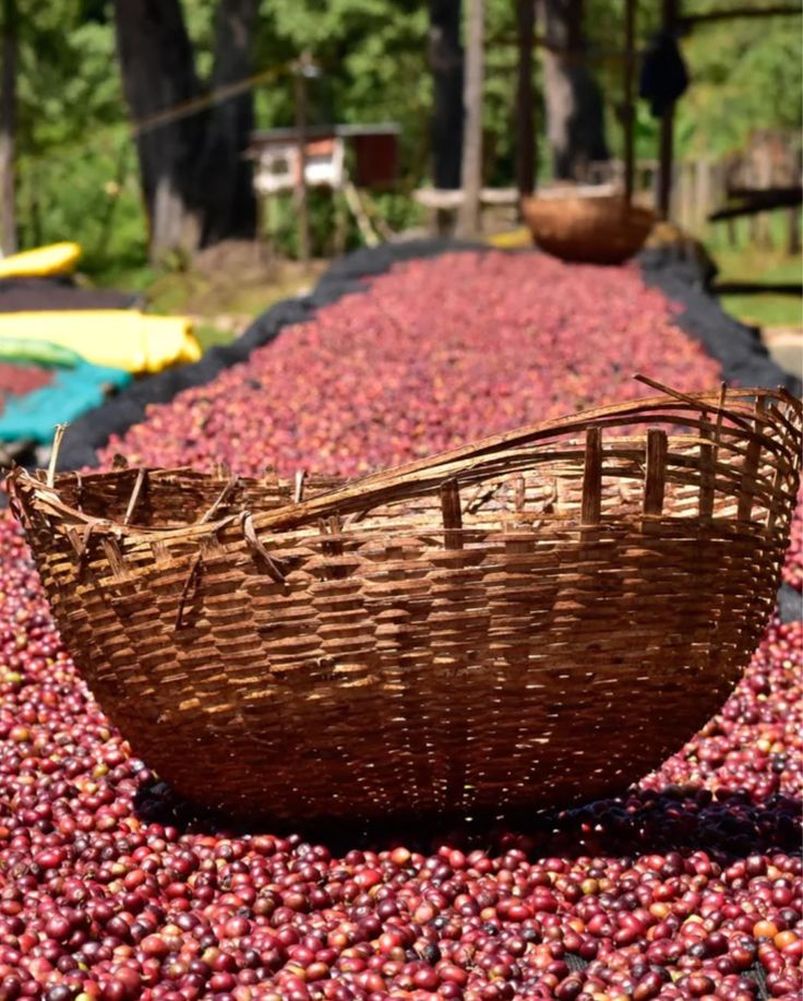Harar Coffee